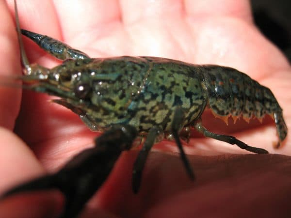 Удивительный мраморный рак