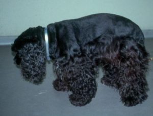 Дископатия у собак: что это такое и как лечить