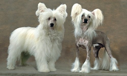 китайская хохлатая собака фото