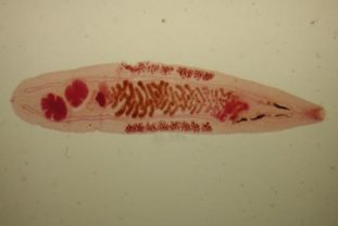 Фото: кошачий сосальщик