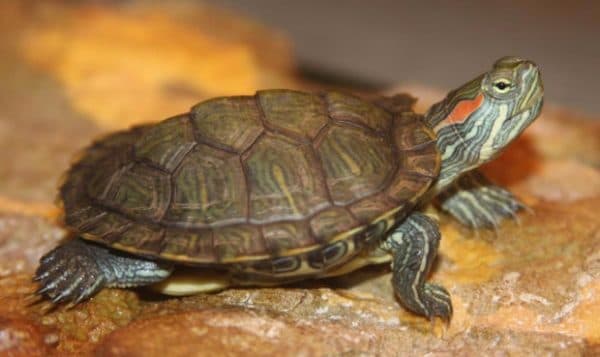 Определение возраста красноухой черепахи