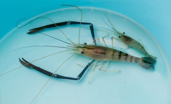 Креветка Розенберга читайте статью