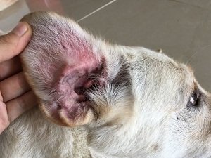 ушной клещ у собак фото