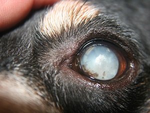 катаракта у собак фото