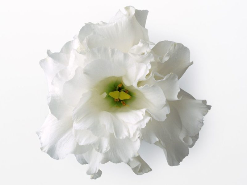 Виды профессионального интимного омоложения