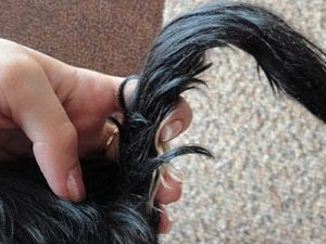 купирование хвоста у собак цена