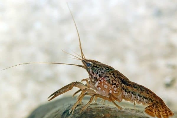 Мраморный рак