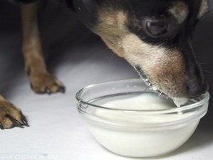 рахит у собак симптомы