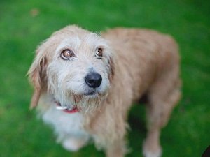 запор у собаки симптомы