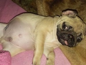 грыжа у собак