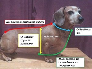 выкройка одежды для таксы
