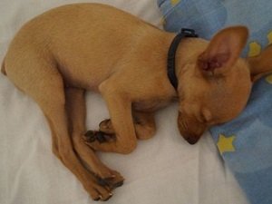 купирование ушей и хвостов у собак