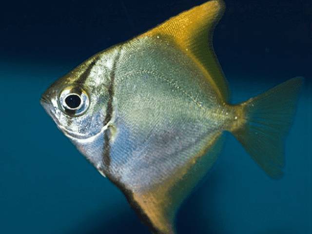 Монодактил