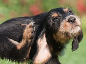 почему у собаки текут слюни