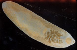 Фото: фасциолопсис