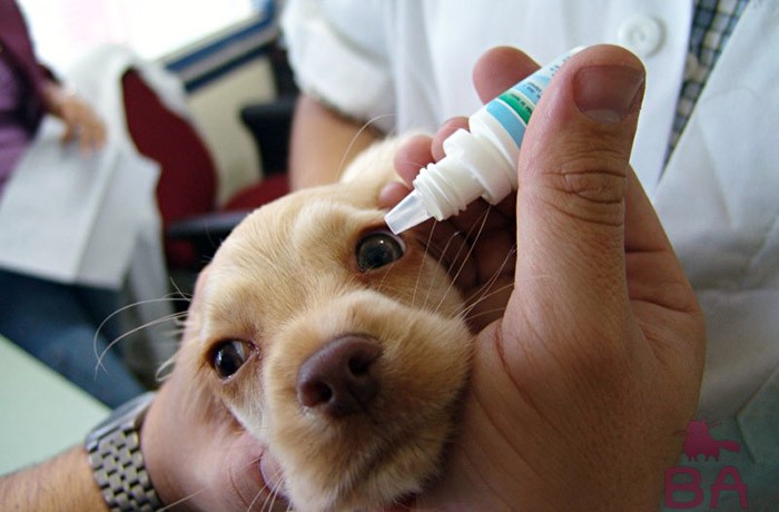 Слезятся глаза у собаки