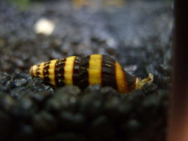 Удивительная улитка хелена