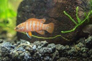 Бадис красный «Скарлет»