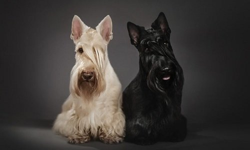 скотч терьер купить щенка