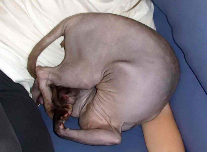 фото сфинксов