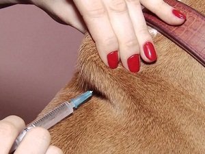 отодектин для собак