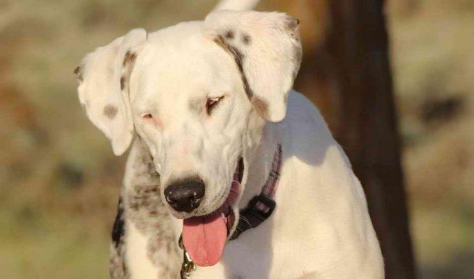 почему собака ослепла