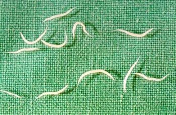 Острицы, вызывающие энтеробиоз