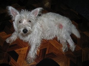 саркоптоз у собак симптомы и лечение