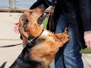 собака тянет поводок как отучить видео