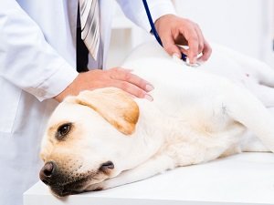 рвота у собаки с прожилками крови