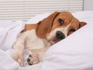 острая почечная недостаточность у собак