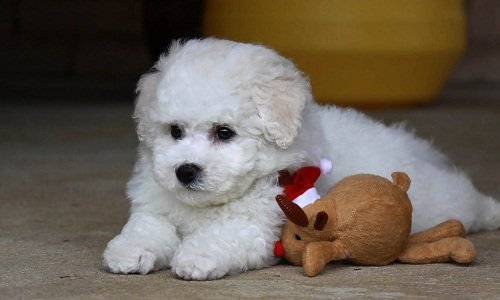 собака бишон фризе фото