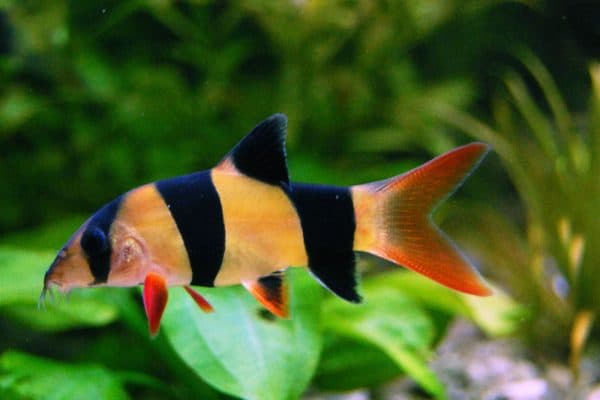 Боция клоун рыбка в аквариуме