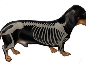 межпозвоночная грыжа у собак операция