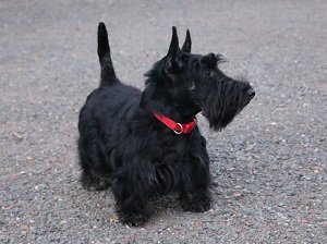 скотч терьер виски цена