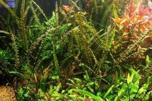 Кринум волнистый